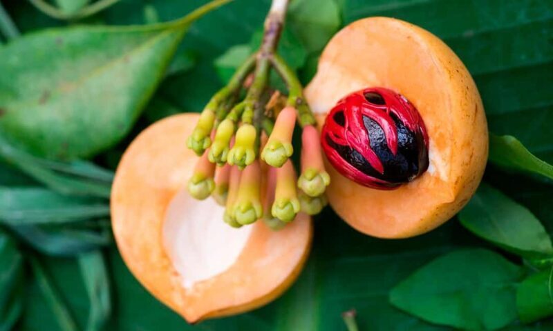 Zanzibar: Stone Town Walking Tour & Spice Farm with Lunch - Final Thoughts