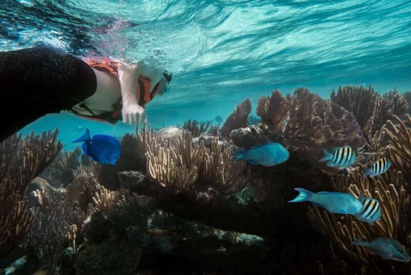 Zanzibar : Swim with dolphin + Snorkel mnemba coral Reef - The Boat Ride and Coastal Views