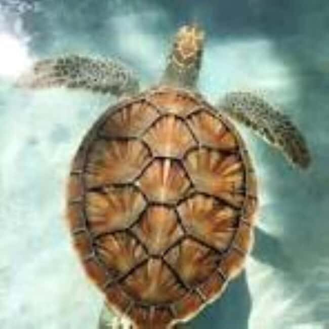 Zanzibar: Swim with Sea Turtles at Baraka or Salaam Aquarium - Practical Tips for Your Trip