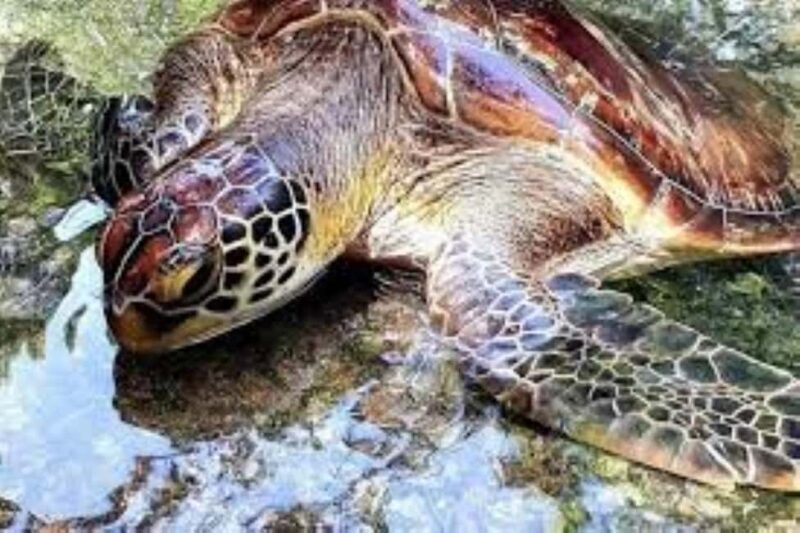 Zanzibar: Swim with Sea Turtles at Baraka or Salaam Aquarium - The Sum Up