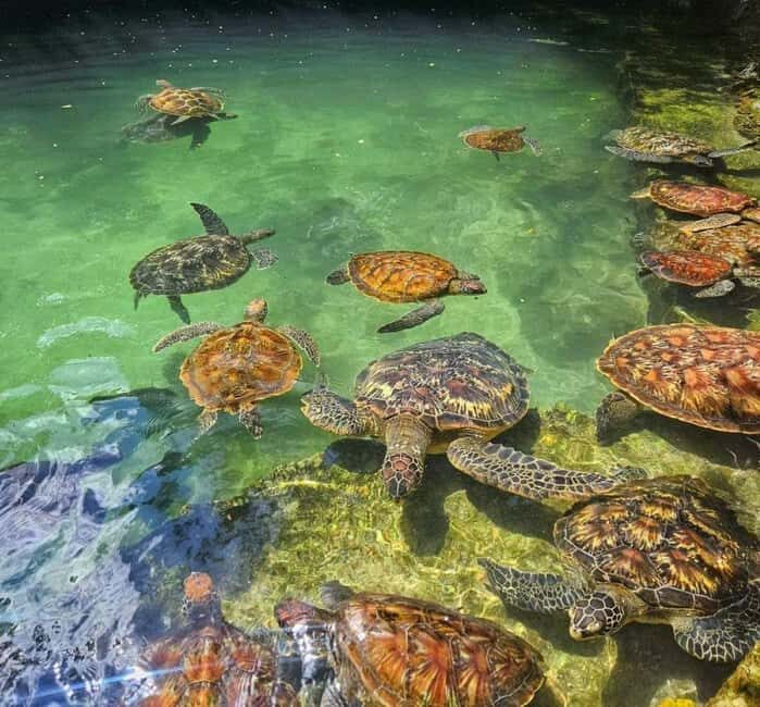 Zanzibar: Swim with turtles at Nungwi - Key Points