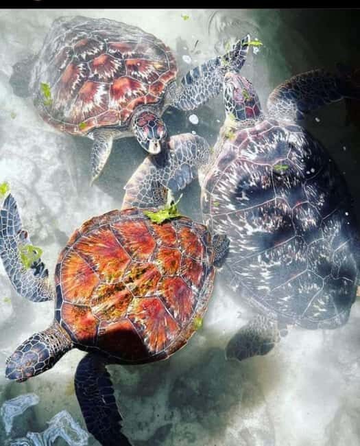 Zanzibar: Swim with turtles at Nungwi - What to Expect from the Tour