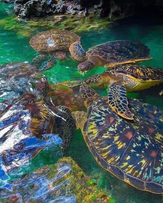 Zanzibar: Swim with turtles at Nungwi - Is this the Right Tour for You?