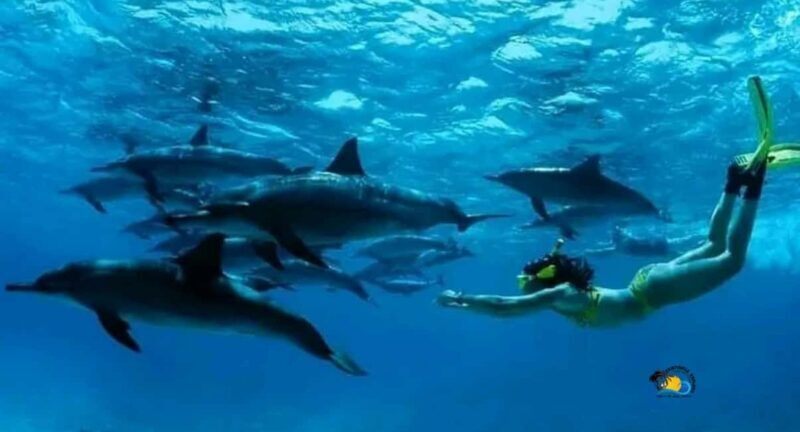 Zanzibar: Swimming & Snorkeling at Mnemba Atoll with Fruits - Key Points