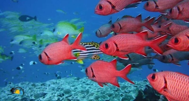Zanzibar: Swimming & Snorkeling at Mnemba Atoll with Fruits - An Overview of the Experience