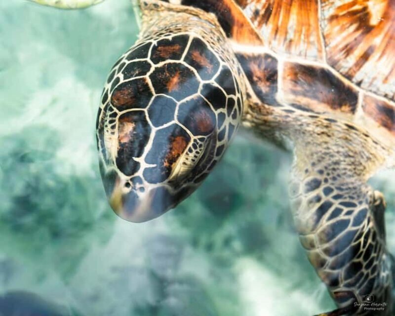 zanzibar swimming with sea turles and dolphins in kizimkazi - Key Points