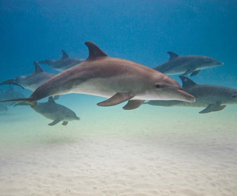 zanzibar swimming with sea turles and dolphins in kizimkazi - Reviews and Real Perspectives