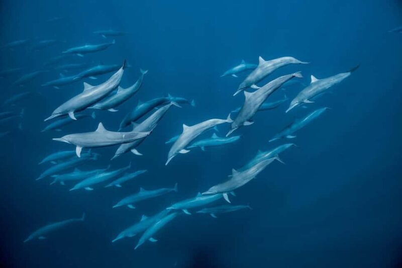 zanzibar swimming with sea turles and dolphins in kizimkazi - The Sum Up