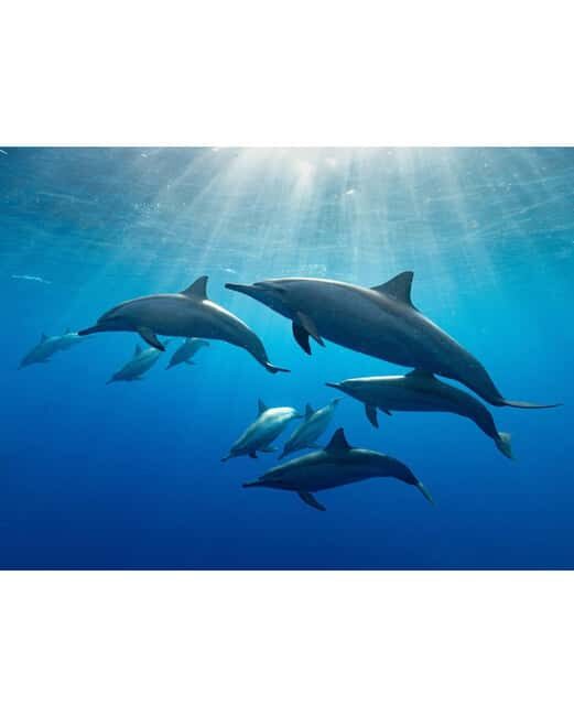 zanzibar swimming with sea turles and dolphins in kizimkazi - Frequently Asked Questions