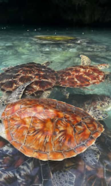 ZANZIBAR : Swimming with sea turtle at kizimkazi - Key Points