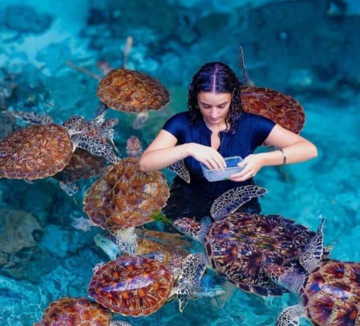 ZANZIBAR : Swimming with sea turtle at kizimkazi - An Authentic Sea Turtle Adventure in Zanzibar