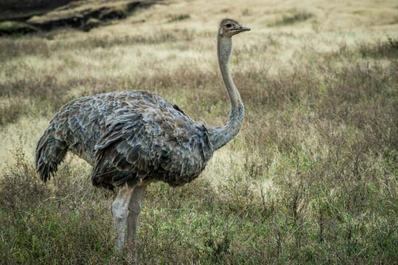 Zanzibar: Tarangire and Ngorongoro 3-Day Safari - Introduction