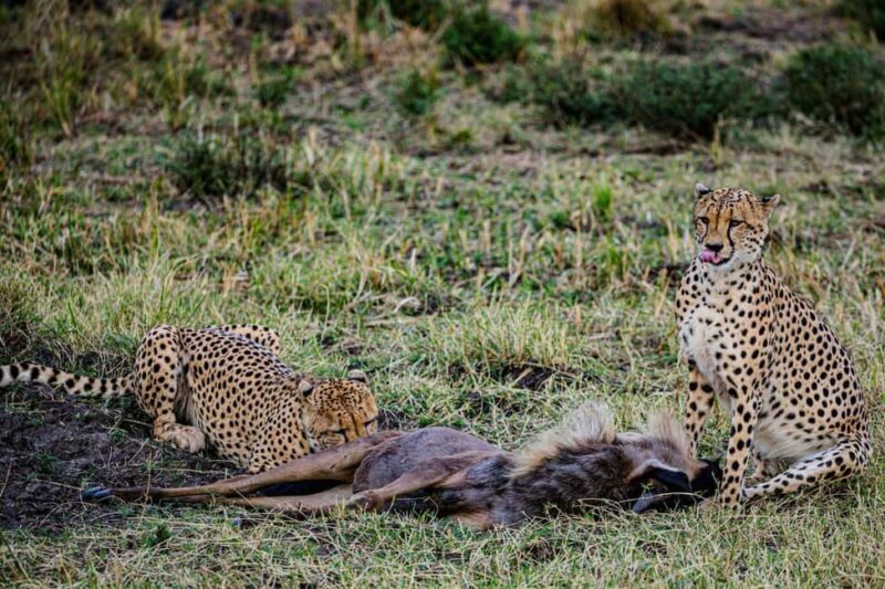 Zanzibar: Tarangire and Ngorongoro 3-Day Safari - The Practicalities and What They Mean for Travelers