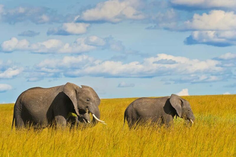 Zanzibar: Tarangire and Ngorongoro 3-Day Safari - Who Is This Tour Best For?
