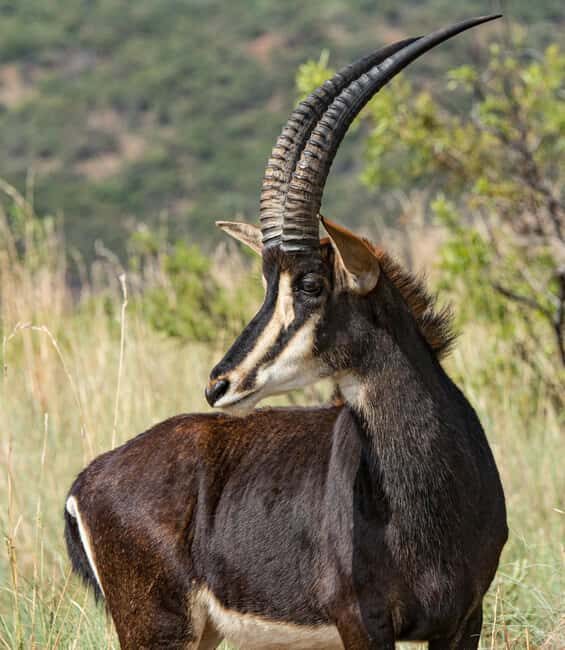 Zanzibar: Tarangire and Ngorongoro 3-Day Safari - The Sum Up