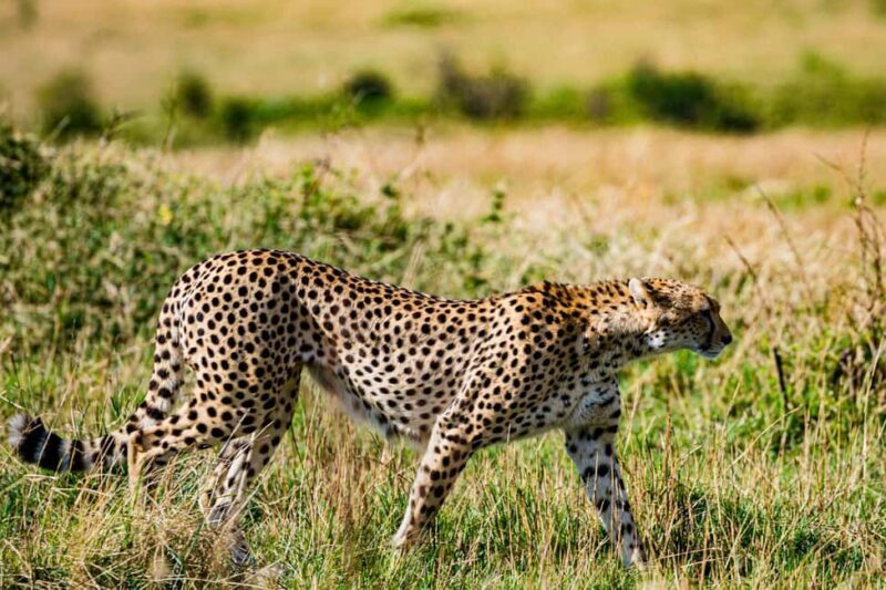 Zanzibar: Tarangire and Ngorongoro 3-Day Safari - FAQ