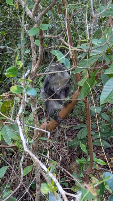 Zanzibar: The Rock Restaurant & Jozani Forest - Key Points