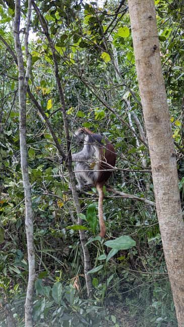 Zanzibar: The Rock Restaurant & Jozani Forest - FAQs