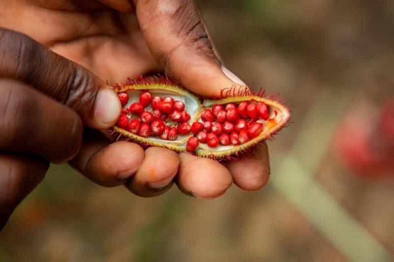Zanzibar: The Ultimate Spice Farm Experience - Key Points