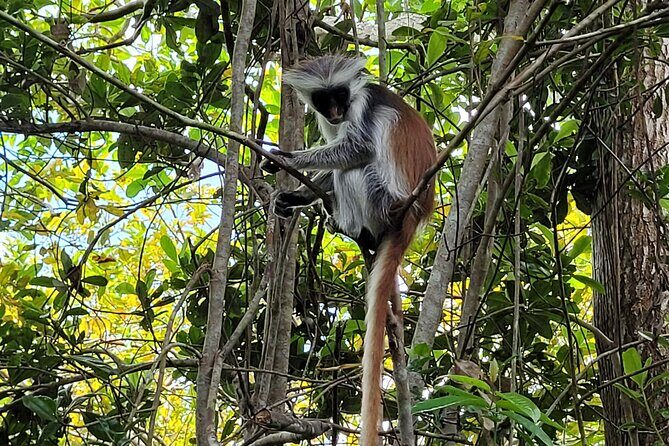 Zanzibar tours - In The Sum Up