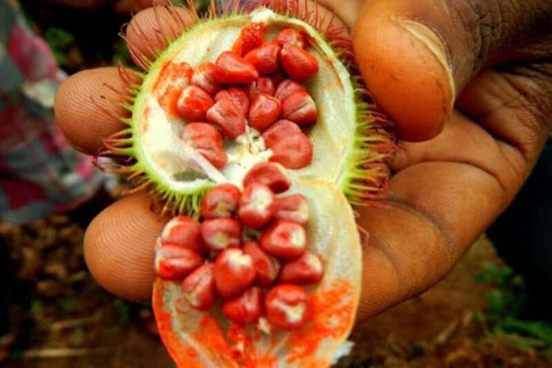 Zanzibar: Tropical Spice Garden Tour, Boat, & Lunch Break - Practical Tips and Considerations
