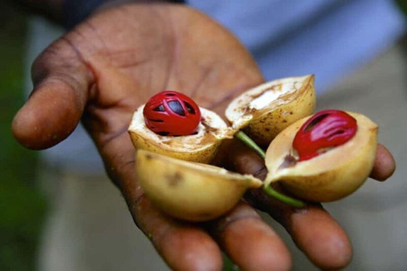 Zanzibar: Tropical Spice Garden Tour, Boat, & Lunch Break - The Overall Experience: Who Will Love It?