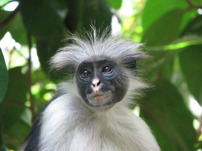 ZANZIBAR:Jozani Forest and Paje beach day trip - Discovering Zanzibar’s Nature at Jozani Forest