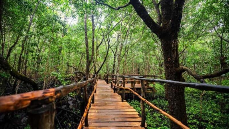 ZANZIBAR:Jozani Forest and Paje beach day trip - Who Will Love This Tour?