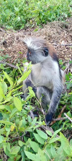 ZANZIBAR'Jozani Forest and the rock restaurant day trip - A Deep Dive into the Experience