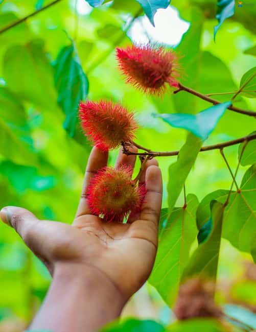 Zanzibar:Jozani forest, Spice farm with Swahili Cuisine clas - The Sum Up
