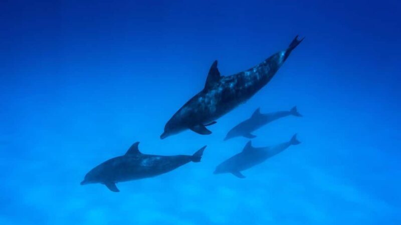 Zanzibar:Mnemba Island Full Day, Live Aquarium Turtle House - FAQ