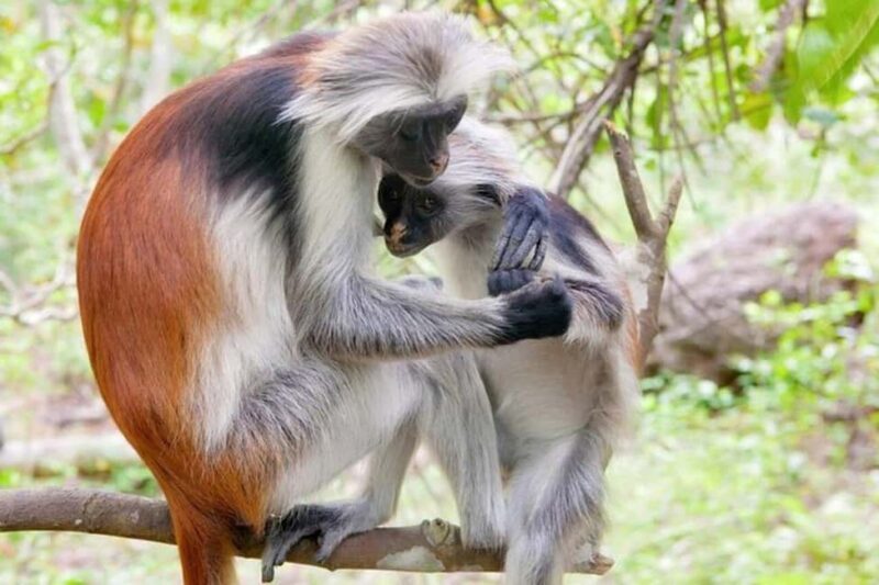 Zanzibar:Mnemba Snorkeling, red colorbus monkey & Stone Town - Key Points