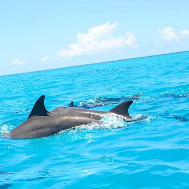 Zanzibar:Mnemba Snorkeling, red colorbus monkey & Stone Town - Introduction: An Authentic Taste of Zanzibar
