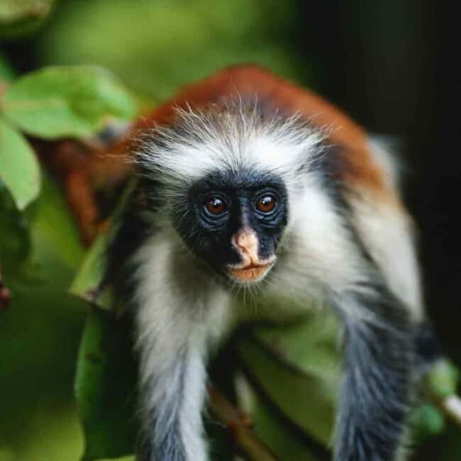 Zanzibar:Mnemba Snorkeling, red colorbus monkey & Stone Town - Analyzing the Value and Who It’s Best For