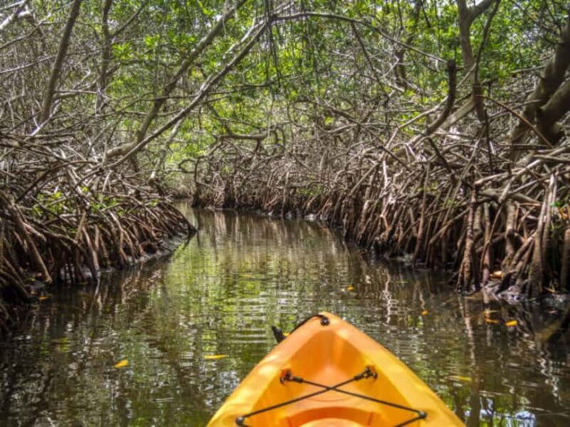 ZANZIBAR:Spice Farm and Kayak Tour in Mangrove Forest - Authenticity and Value