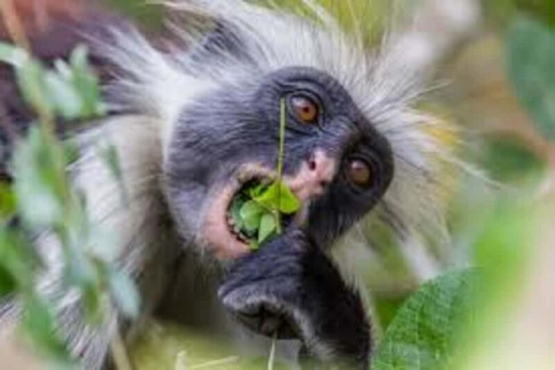 ZANZIBAR:Spice farm,Jozani forest and Kuza Cave - Key Points