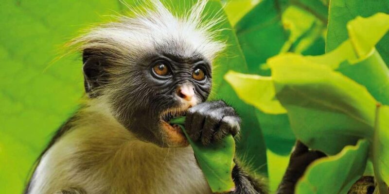 ZANZIBAR:Spice farm,Jozani forest and Kuza Cave - FAQ: Practical Questions