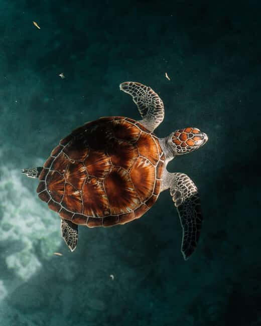 Zanzibar:Swimming with turtles in salaam cave - Exploring Zanzibar’s Salaam Cave: Swimming with Turtles