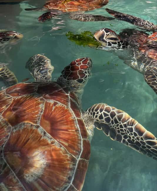 Zanzibar:Swimming with turtles in salaam cave - Key Points