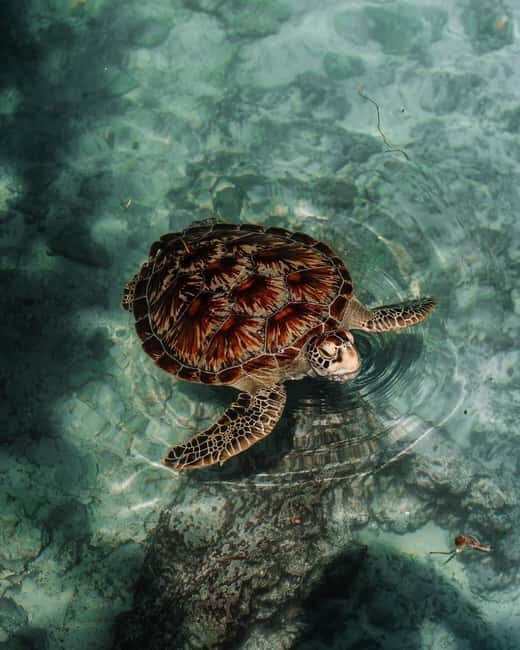 Zanzibar:Swimming with turtles in salaam cave - Why We Love This Experience