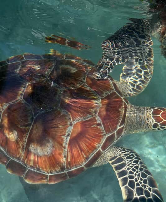 Zanzibar:Swimming with turtles in salaam cave - FAQ