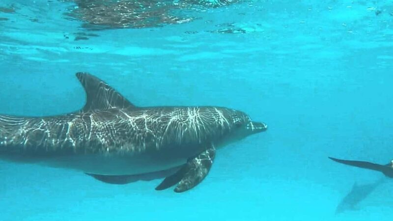 Zanzimaldives: Mnemba Dolphins, Zoo, Sea Turtles & The Rock - A Complete Tour of Zanzibars Marine and Cultural Highlights