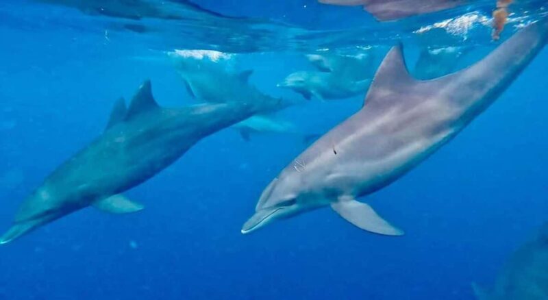 Zanzimaldives: Mnemba Dolphins, Zoo, Sea Turtles & The Rock - Who Will Love This Tour?