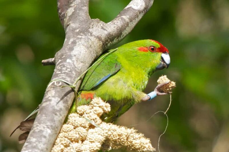 Zealandia by Day Tour - Introduction