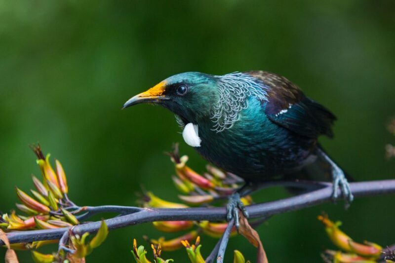 Zealandia by Day Tour - The Value of the Tour