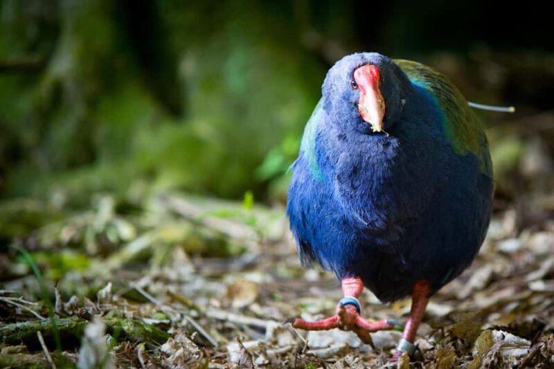 Zealandia by Day Tour - Frequently Asked Questions (FAQs)