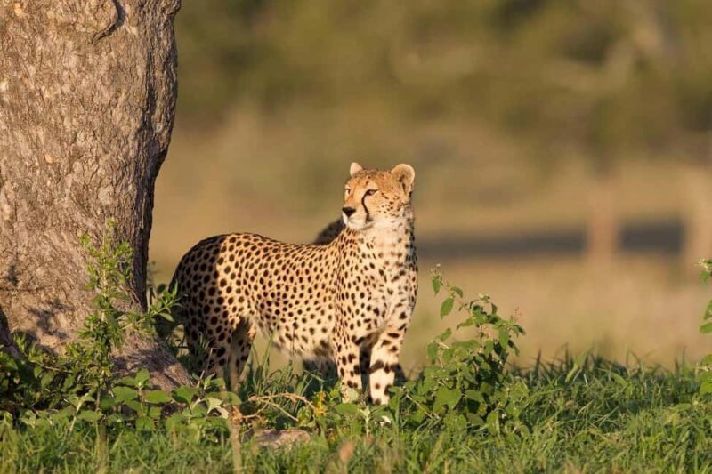 Zebra Plains budget safari tour - An Overview of the Zebra Plains Safari Experience