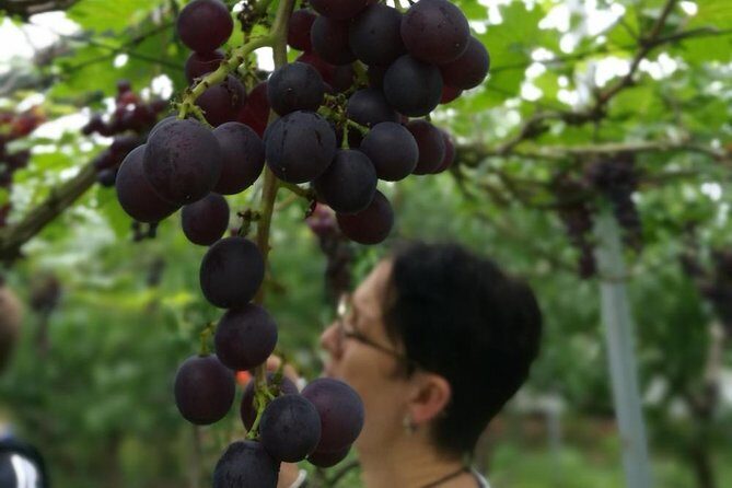 Zhujiajiao Water Town Private Tour with Local Farm Visit and Fruit Picking - A Closer Look at the Zhujiajiao Tour Experience