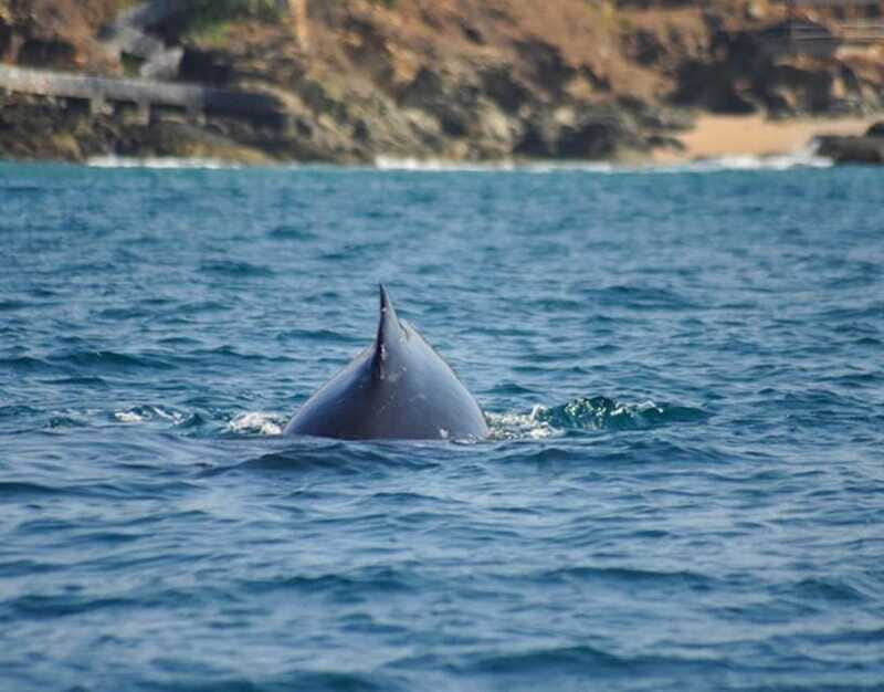 Zihuatanejo: Marine Life Observation Tour - An In-Depth Look at the Marine Life Observation Tour