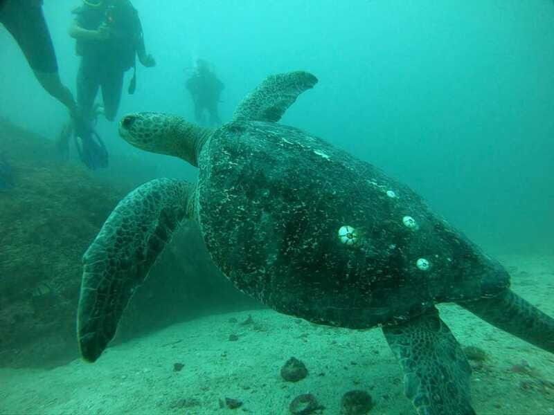 Zihuatanejo: Marine Life Observation Tour - The Sum Up